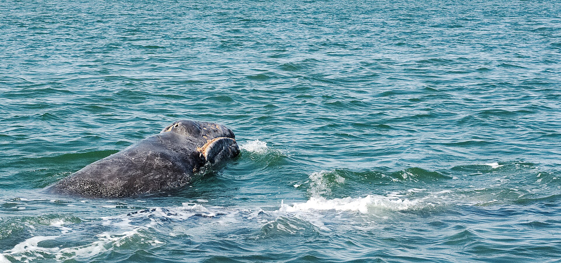 Gray Whales