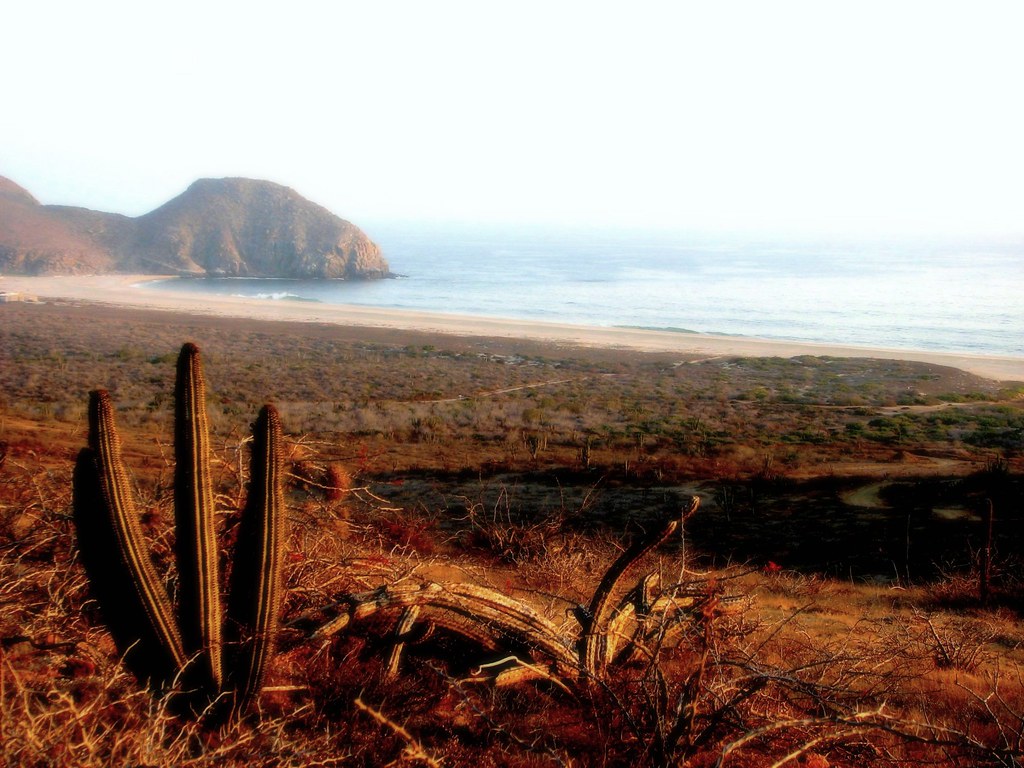 Punta Lobos