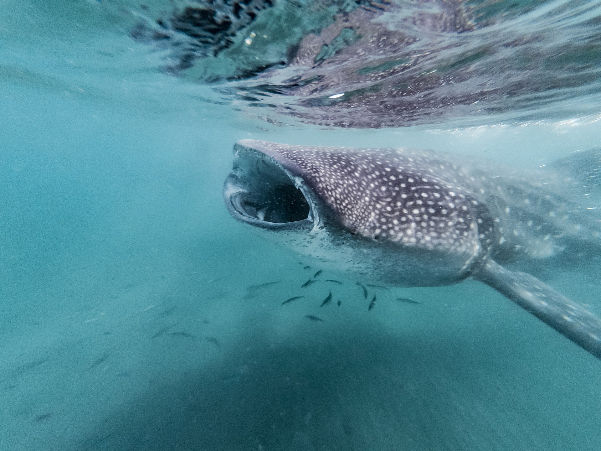 Whale Sharks